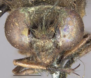 Media type: image;   Entomology 10521 Aspect: head frontal view